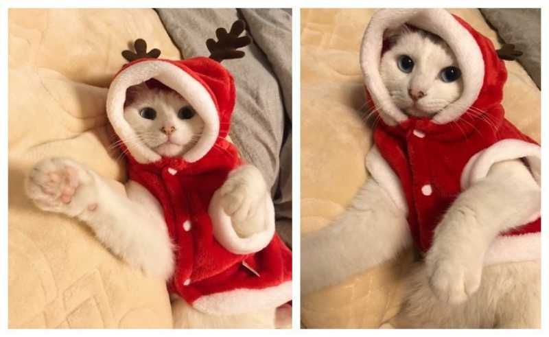 Kostium dla kota, kot jako renifer, przebranie na Boże narodzenie