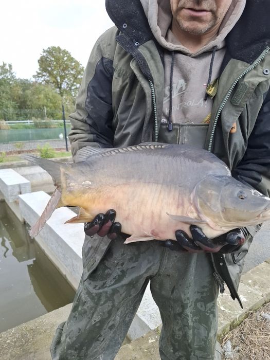 Karp żywy 25 zł kg