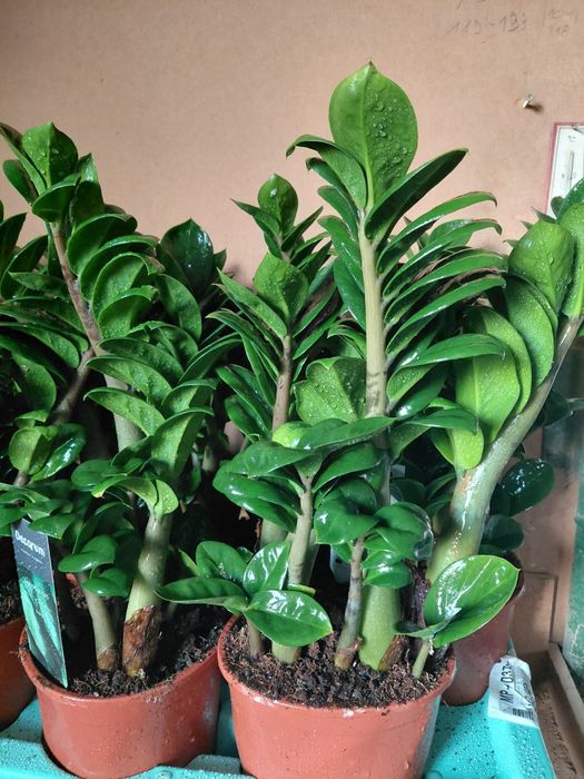 Zamioculcas zenzi, zamiokulkas 40-50cm WYSYŁKA