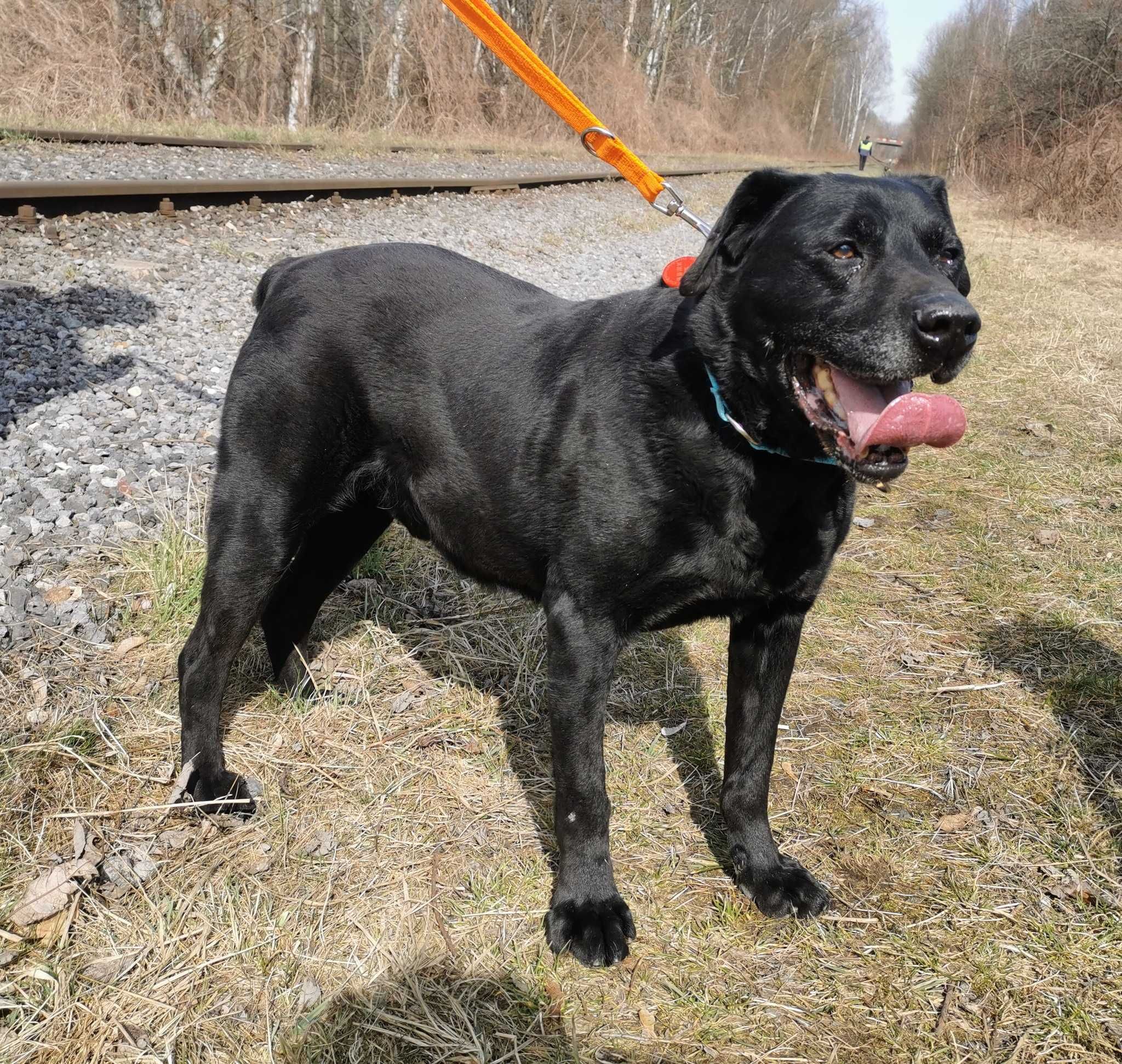 Celt w typie labrador-retrievera - schronisko