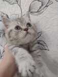 Котенок шотландский прямоухий