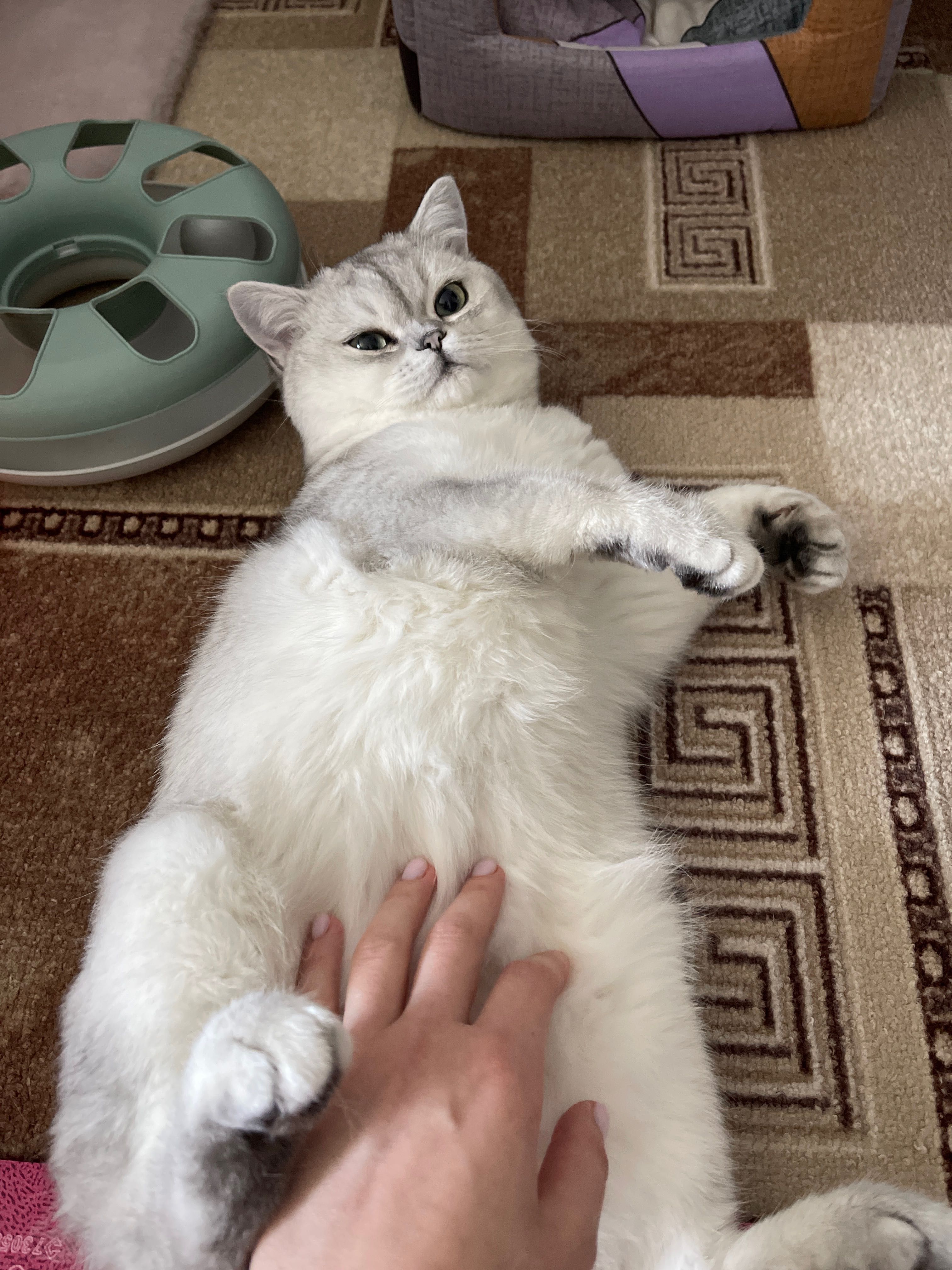 Котик на вʼязку, шотландець