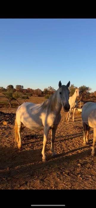 Egua cavalgavel, 14 anos