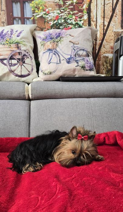 York, Yorkshire terrier szczenięta