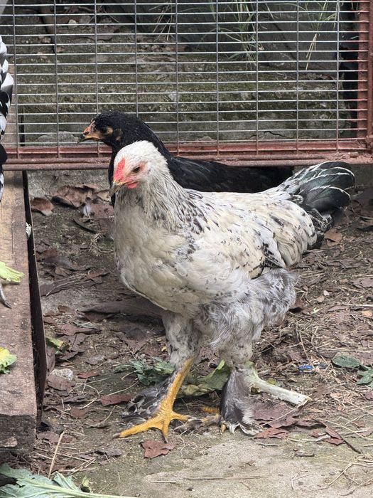 Granise machos e fêmeas