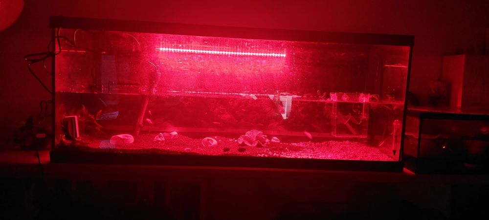 Luz vermelha aquario