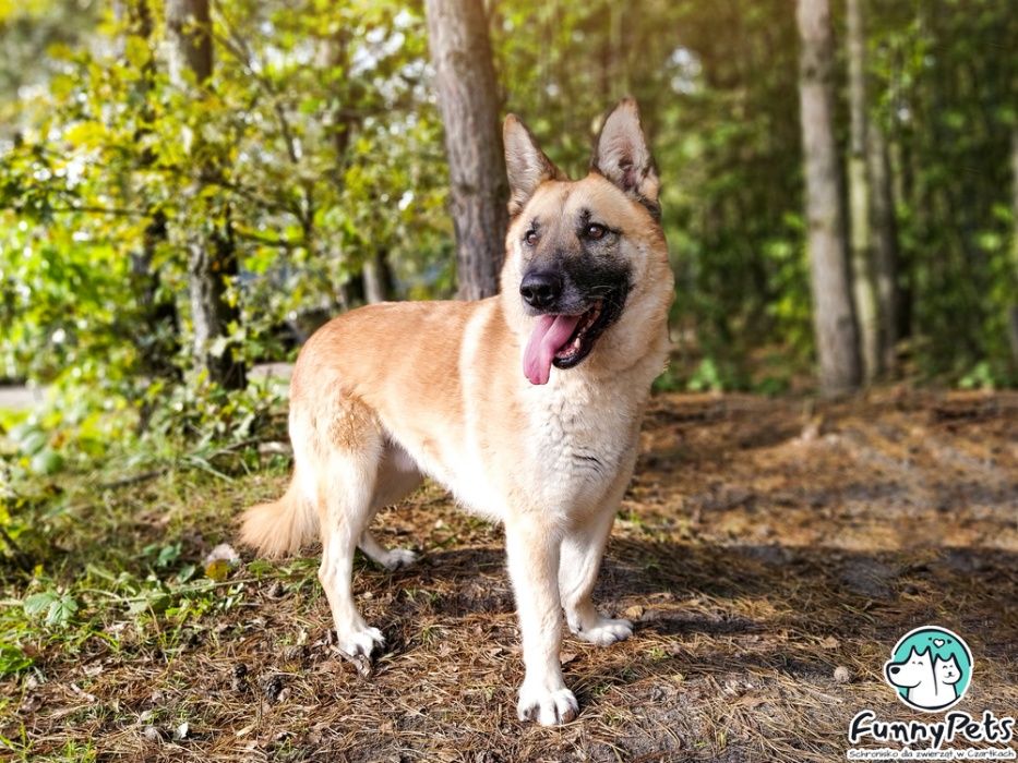 Piękny, przyjazny, rudy pies Miodek do adopcji!