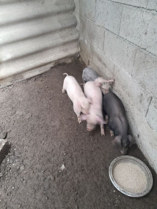 Vendo Leitoes pietra com bisaro