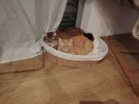 Casal de gatinhos