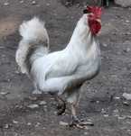Kogut roczny Leghorn