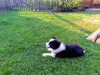 Piesek Border Collie