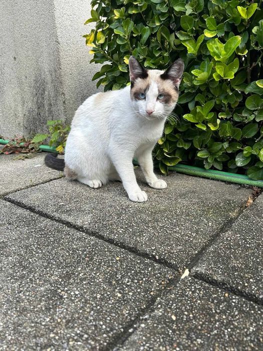 Simão Para Adoção Responsável