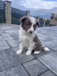 Suczka lilac border collie