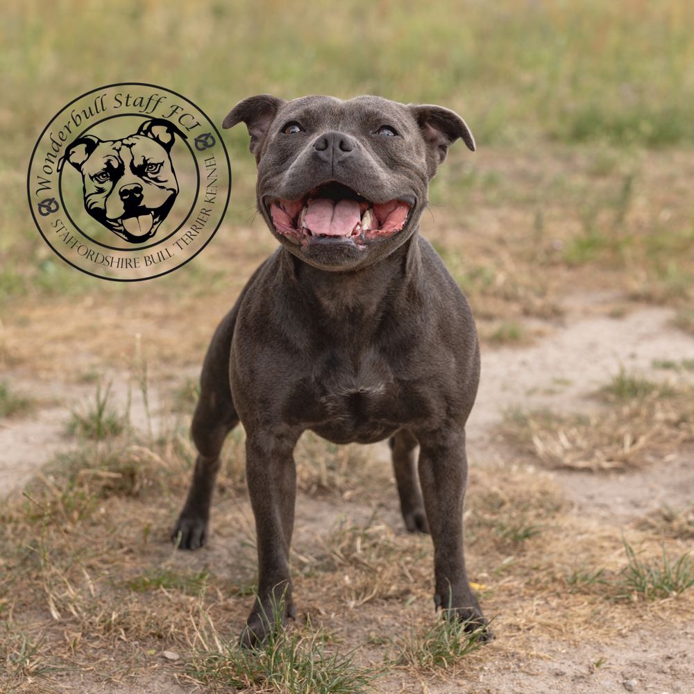 Staffordshire Bull Terrier -szczeniak -suczka