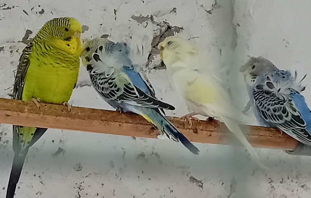 Periquitos hagoromos