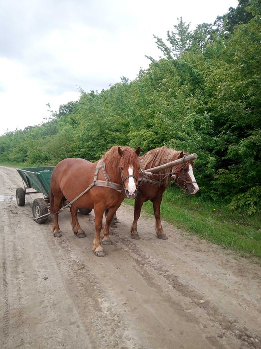 Продається пара коней.                                         .