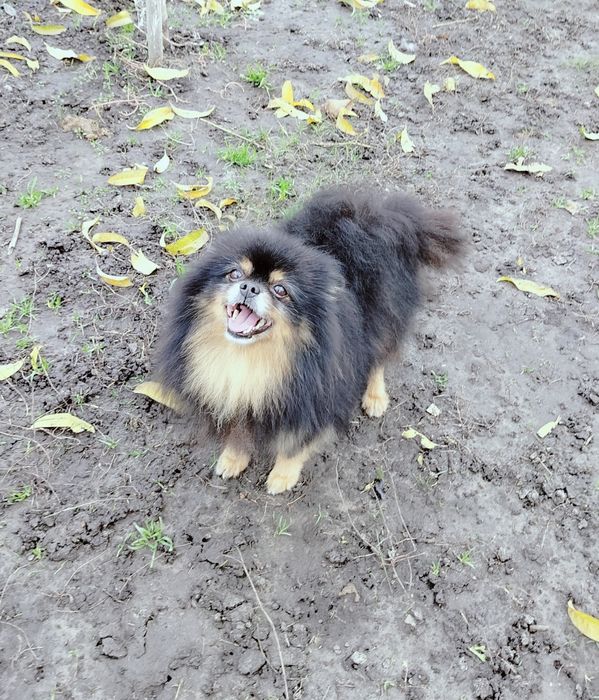 Доросла дівчинка шпіц