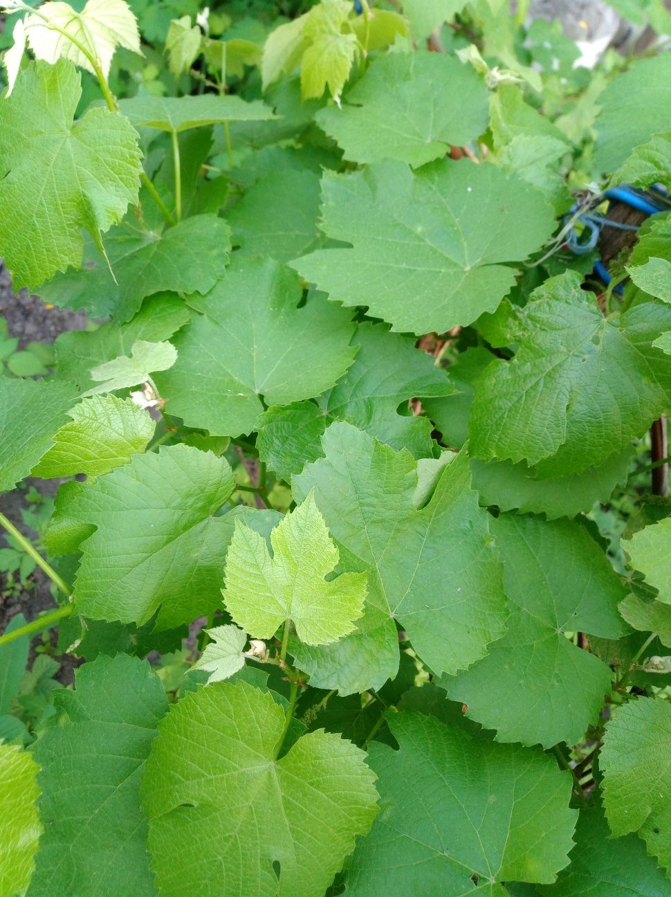 Виноградные листья на Долму