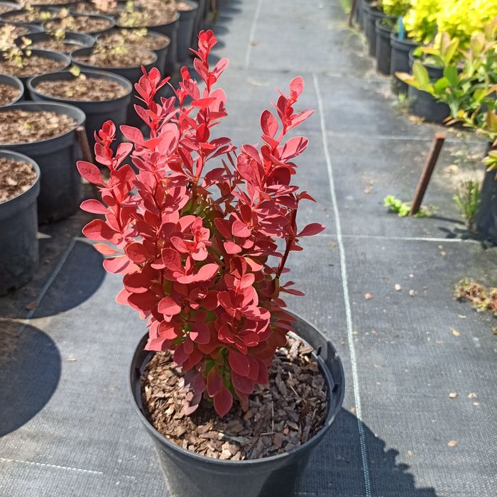 Szkółka Drzew i Krzewów ozdobnych AWSikora