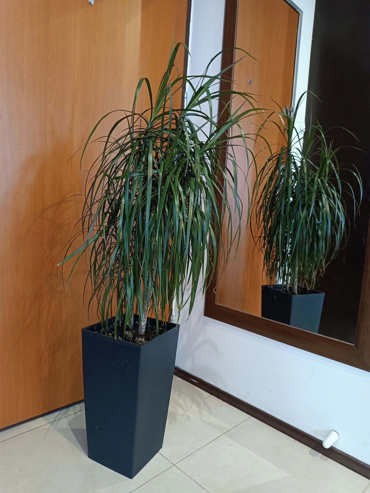 Dracena razem donicą