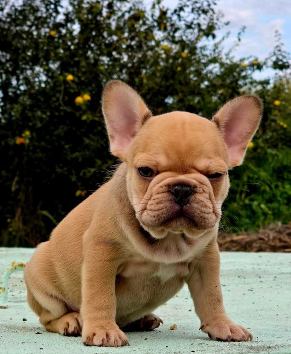 Bulldog francês Macho