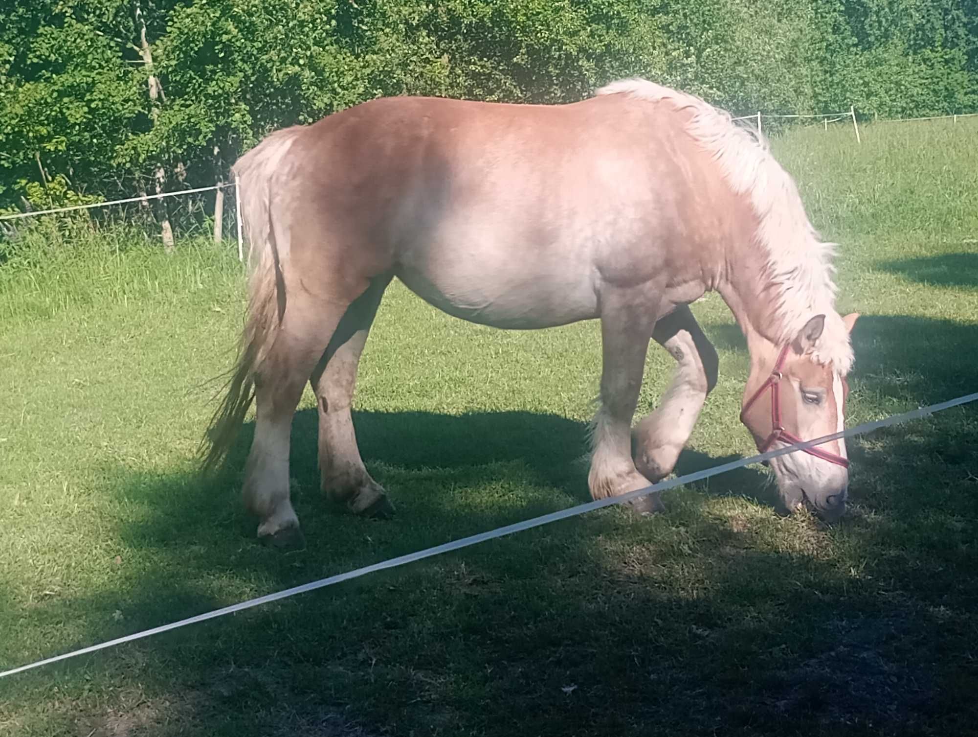 Klacze sokólskie