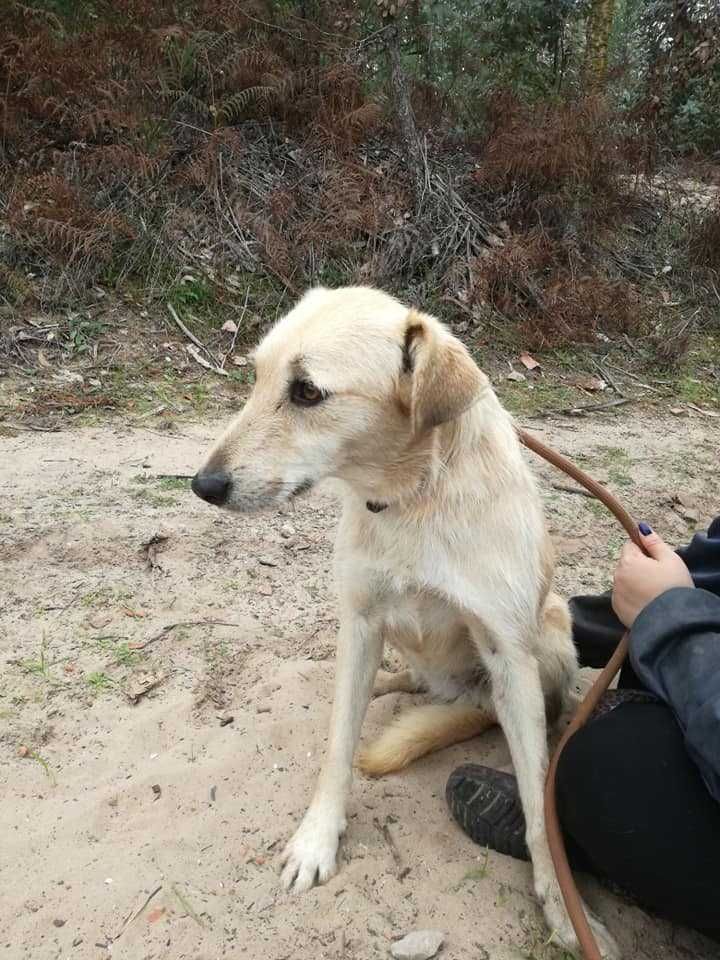 Cadela Porte Médio Para Adoção (Bonnie)