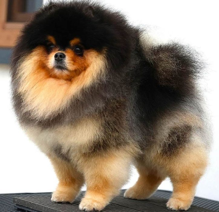 Pomeranian- Szpic miniaturowy malutki puchaty piesek