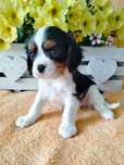 Cavalier King Charles Spaniel prześliczny piesek tricolor