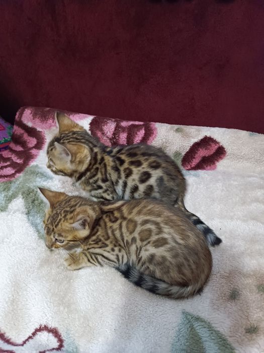 Продам котиків бенгалів , всі питання по телефону