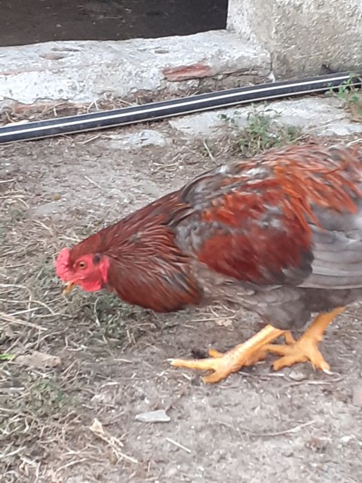 Galo novo cruzado