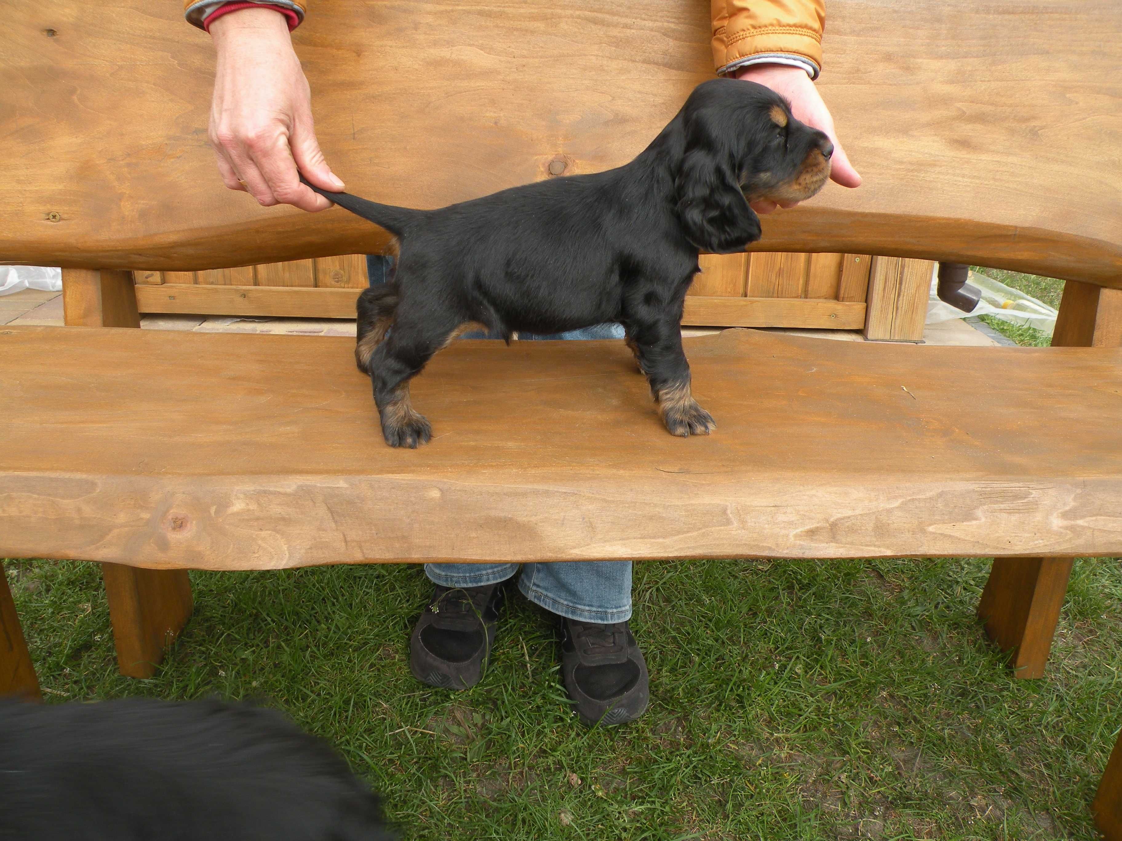 cocker spaniel angielski