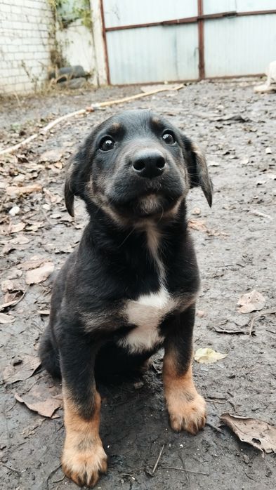 Срочно!!! отдам бесплатно щенков немецкой овчарки