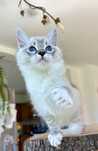 Ragdoll FPL kocurek RAG n 04 21