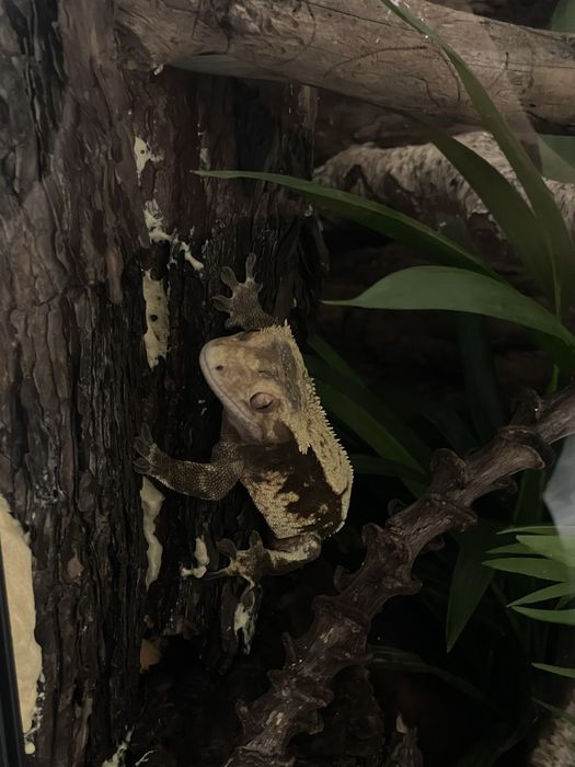 gekon orzęsiony samiec + terrarium