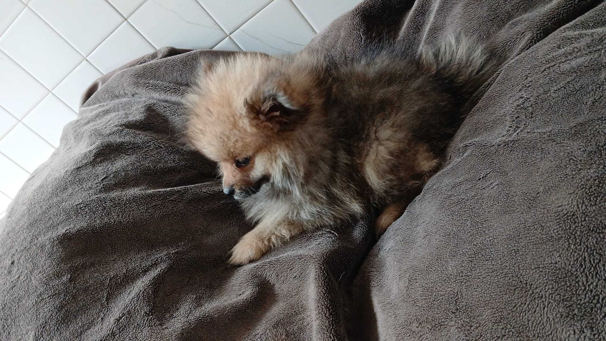 Spitz Anão - Lulu da Pomerânia