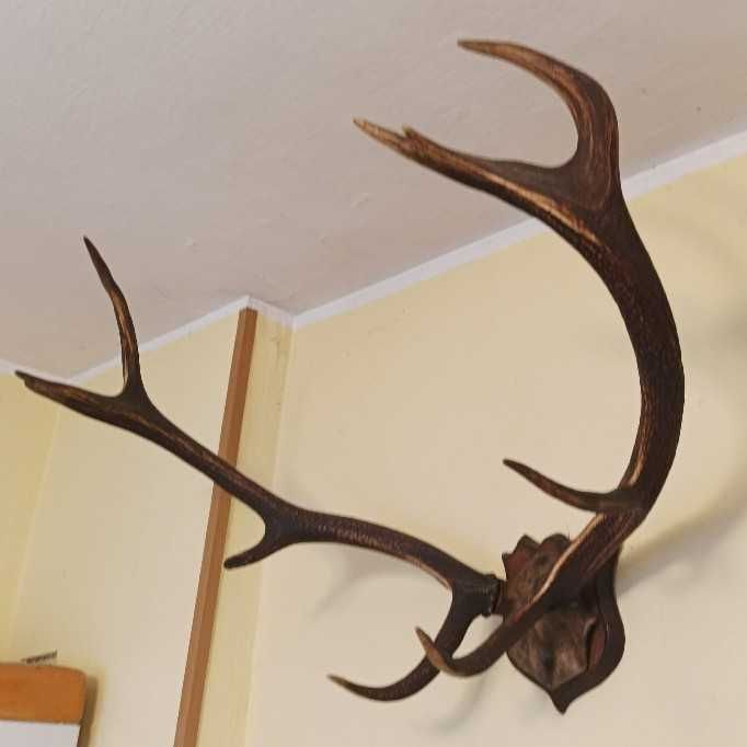 Poroże łosia na desce.