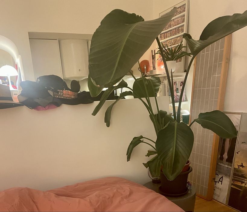 Bird of Paradise Strelitzia Potted Plant Estrelicia interior Design