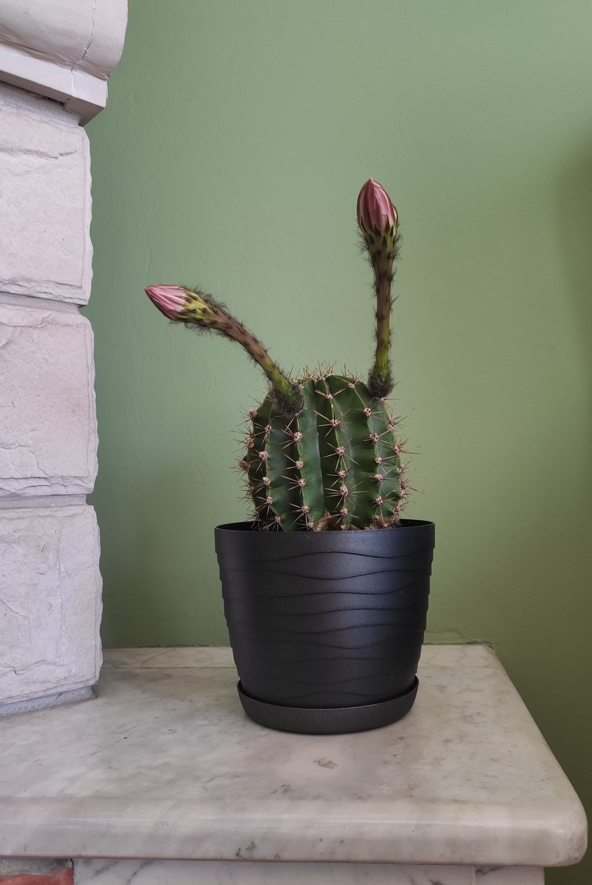 Kaktus Echinpsis tubiflora