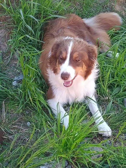 Border collie -czekoladowy