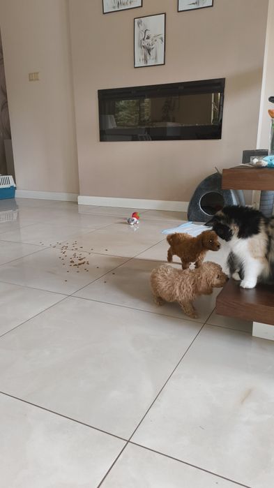 Pudel Red Miniaturowy urocze maleństwo