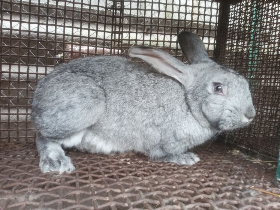 Продаю кролів породи шиншила