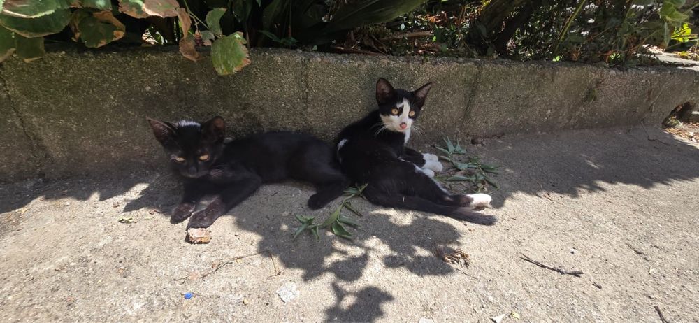 Gatos para adoção