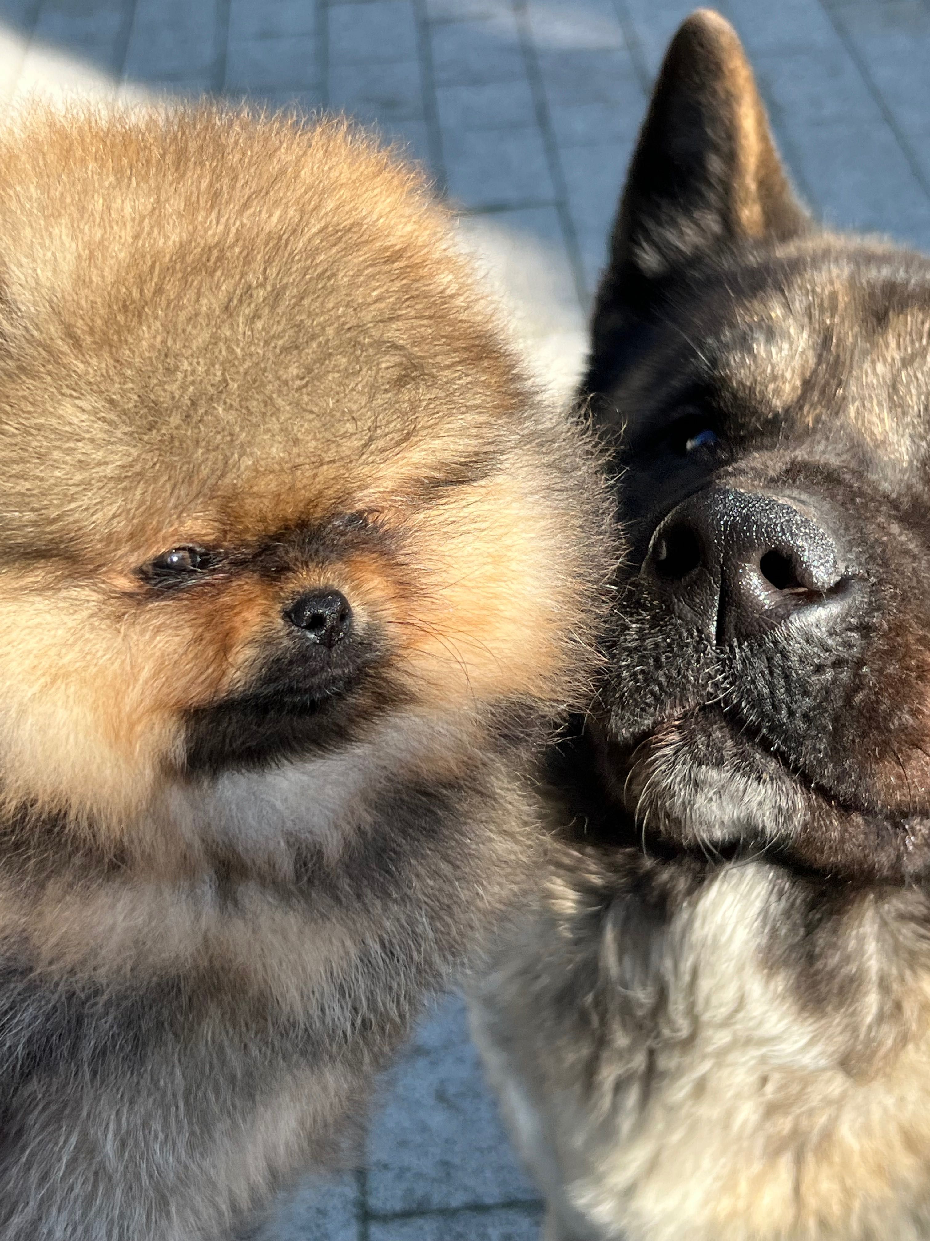 Pomeranian szpic miniaturowy FCI zkwp samiec