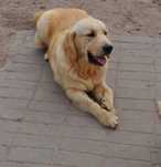 Golden retriever 8 miesięczne pieski