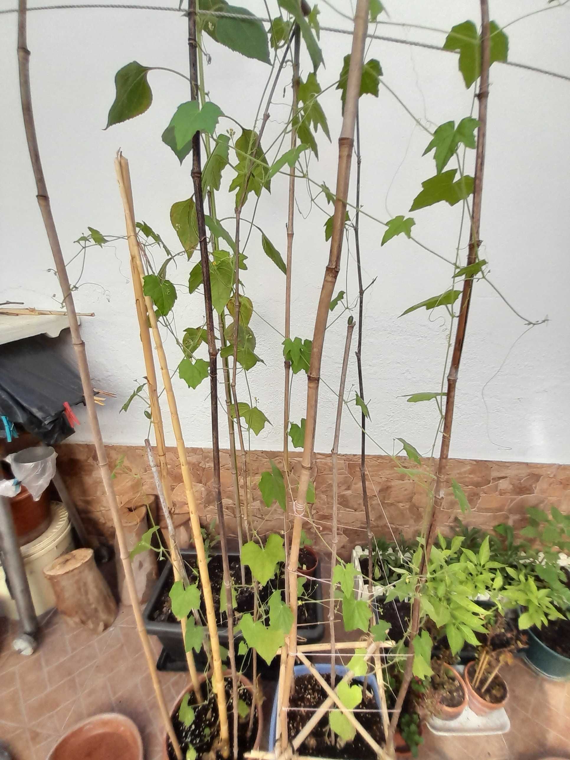 Cucamelon - Sementes