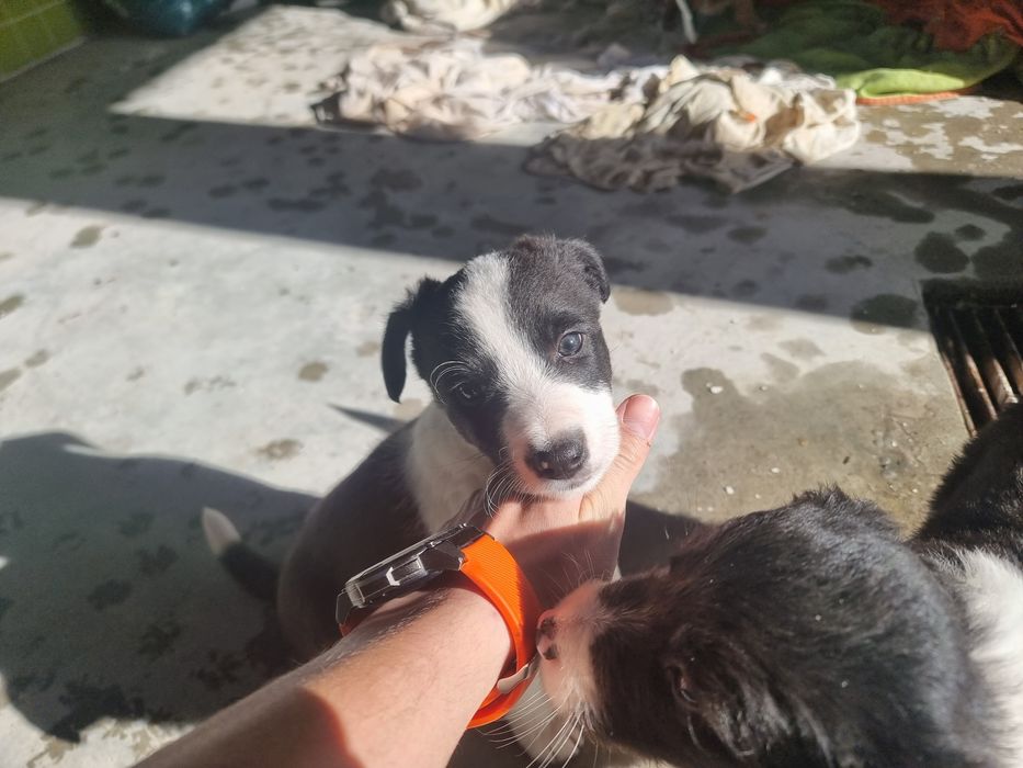 Border collie Mix para doar