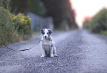 Jestem spakowany, czekam na Ciebie - Border Collie piesek - ZKwP