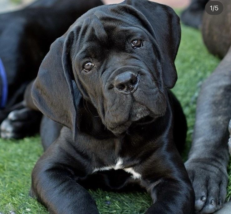 Крутезний пацан-Cane corso Italiano