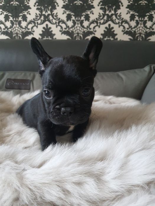 Top-малюк EOS Black Prince